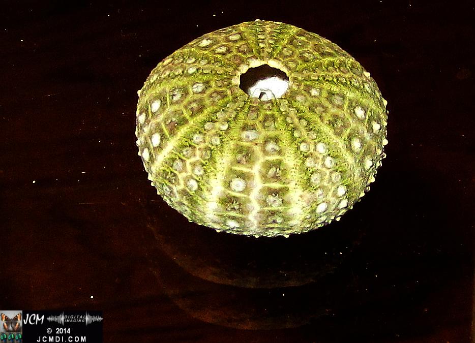 Sea Urchin shell from Anacapa Island California